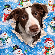 Miracle joined the competition — help win amazing prizes! dog, brown_and_white_dog, face, wrapping_paper, snowman_pattern, hole, curious, festive, holiday, blue_background, white_snowflakes, scarf, hat, cute, pet, animal, close_up, portrait, playful, indoors