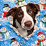 dog, brown_and_white_dog, face, wrapping_paper, snowman_pattern, hole, curious, festive, holiday, blue_background, white_snowflakes, scarf, hat, cute, pet, animal, close_up, portrait, playful, indoors
