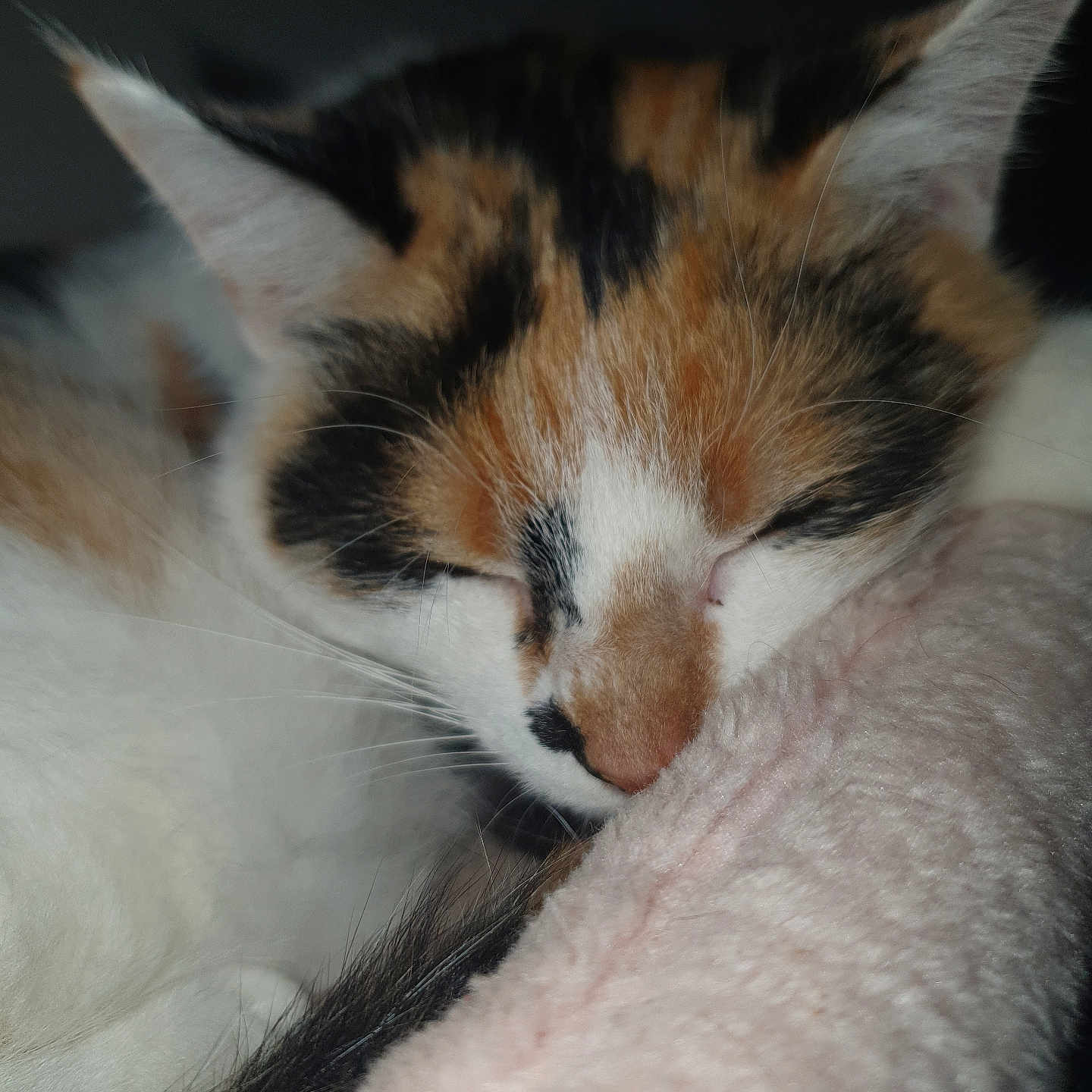 Tigresse participe au concours pour gagner de l'argent avec cette photo : cat, calico_cat, sleeping, sleepy, close_up, portrait, feline, fur, whiskers, ears, closed_eyes, pink_blanket, cozy, cuddly, indoor, pet, relaxed, resting, soft_texture, nap