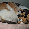 cat, calico_cat, sleeping, curled_up, pet, animal, furry, fur, whiskers, closed_eyes, relaxed, cozy, blanket, pink_blanket, indoors, portrait, close_up, resting, cute, soft