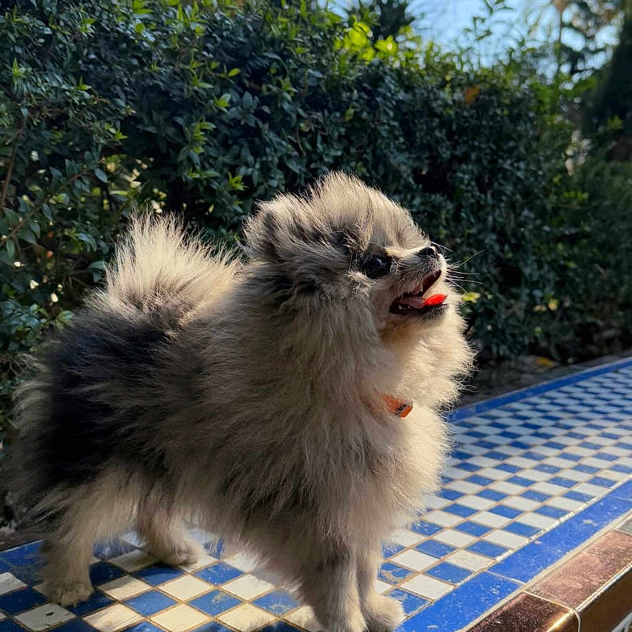 Valentino Pompon participe au concours pour gagner de l'argent avec cette photo : animal, bench, blue, cute, daylight, dog, fluffy, fur, greenery, happy, nature, outdoor, pet, pomeranian, portrait, small_dog, sunlight, tile, tongue_out, white