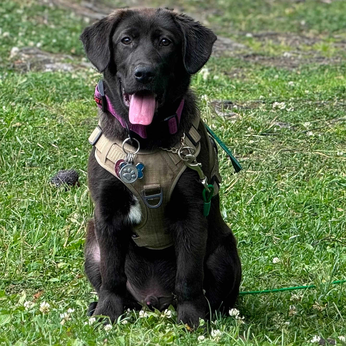 Rocco joined the competition — help win amazing prizes! accessories, animal, ball, canine, dog, football, grass, harness, hound, labradorretriever, lawn, leash, outdoors, pet, plant, policedog, puppy, soccer, strap, vegetation