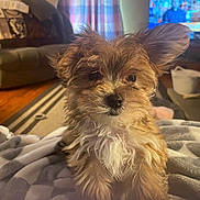 Sassie is registered to the contest to win money with this photo: puppy, dog, fluffy, pet, indoors, blanket, living_room, couch, curtains, television, wooden_floor, cozy, small_dog, cute, fur, ear, animal, home, domestic, relaxing