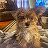 puppy, dog, fluffy, pet, indoors, blanket, living_room, couch, curtains, television, wooden_floor, cozy, small_dog, cute, fur, ear, animal, home, domestic, relaxing