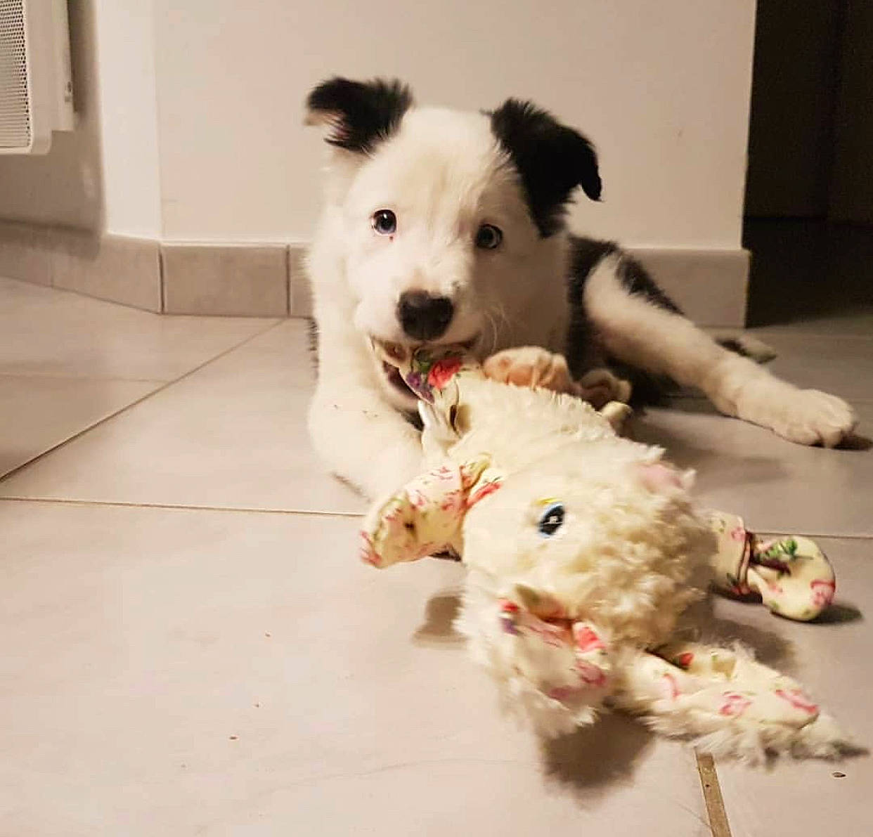 Punky a rejoint le concours — aidez-le/la à gagner de superbes lots ! border_collie, canidae, carnivore, companion_dog, dog, dog_breed, dog_toy, mammal, non_sporting_group, puppy, rare_breed_dog, street_dog, working_dog