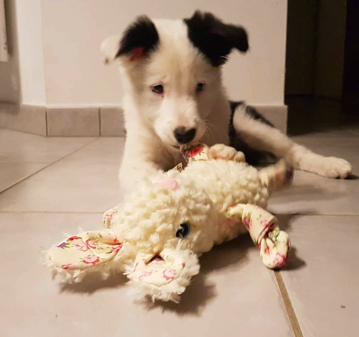 Punky a rejoint le concours — aidez-le/la à gagner de superbes lots ! border_collie, canidae, carnivore, companion_dog, dog, dog_breed, mammal, non_sporting_group, puppy, rare_breed_dog, sporting_group, vertebrate