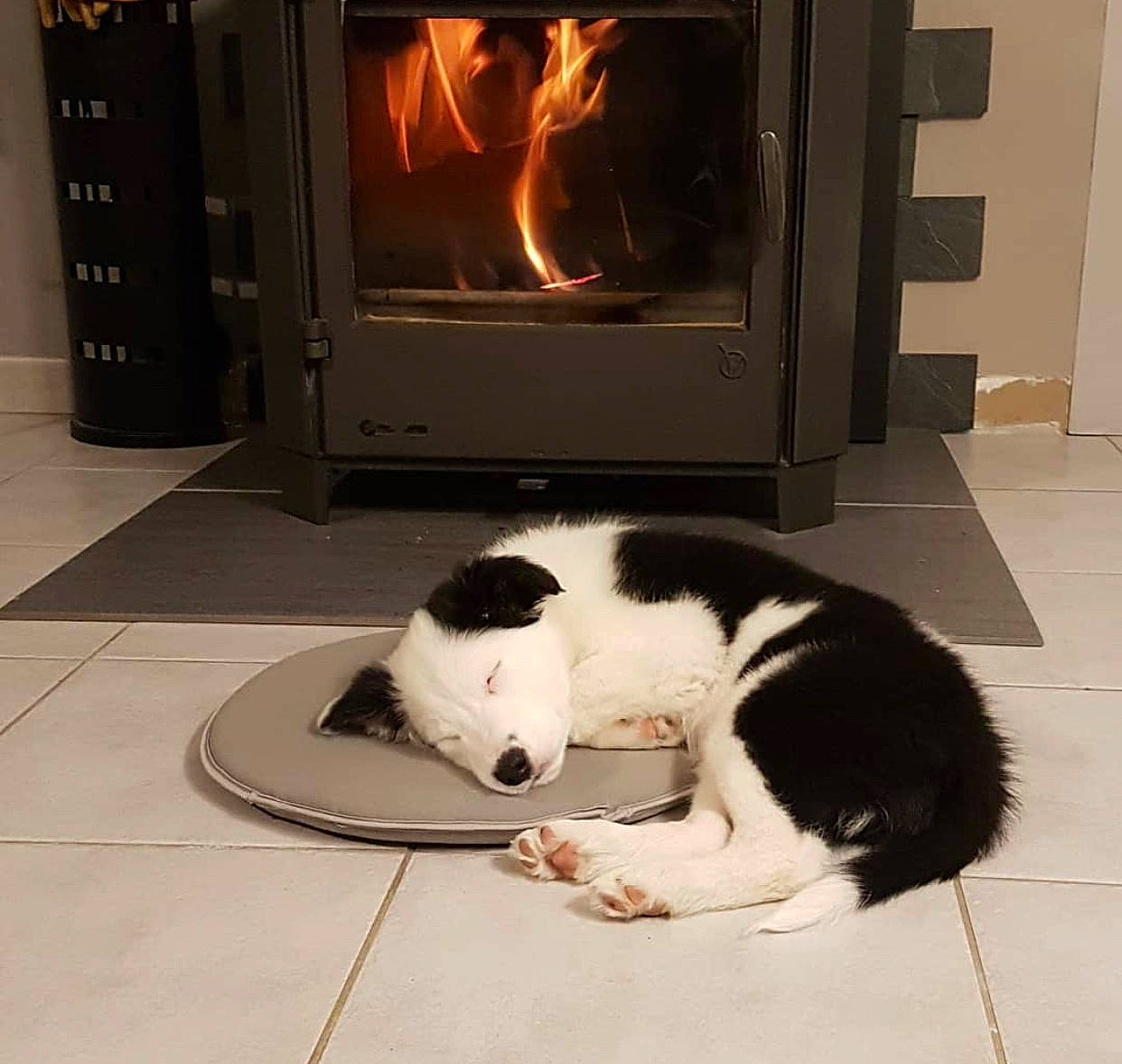 Punky a rejoint le concours — aidez-le/la à gagner de superbes lots ! border_collie, canidae, carnivore, companion_dog, dog, dog_breed, floor, fur, room, sporting_group, tail