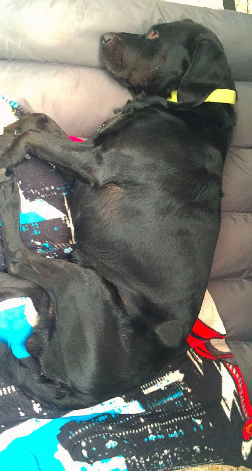 Black a rejoint le concours — aidez-le/la à gagner de superbes lots ! bag, borador, carnivore, collar, comfort, companion_dog, dog, dog_breed, dog_collar, dog_supply, electric_blue, fawn, fur, guard_dog, nap, personal_protective_equipment, sporting_group, tail, working_animal, working_dog