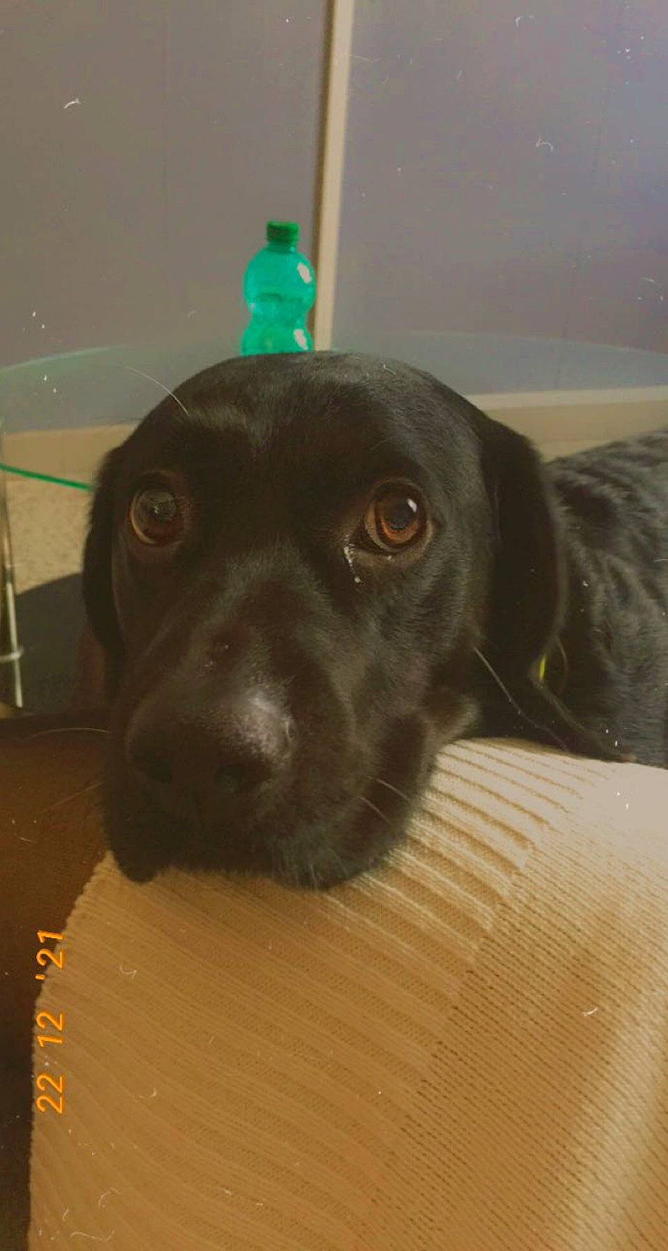 Black a rejoint le concours — aidez-le/la à gagner de superbes lots ! borador, canidae, carnivore, companion_dog, dog, dog_breed, fawn, flooring, fur, guard_dog, gun_dog, liver, pet_supply, retriever, snout, sporting_group, tail, terrestrial_animal, whiskers, working_animal