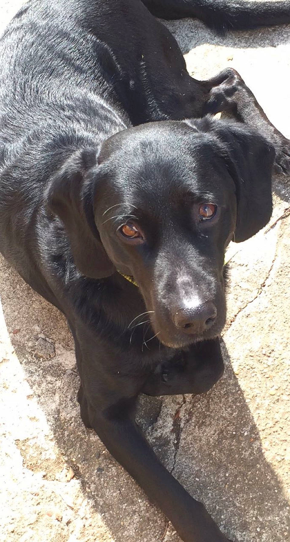 Black a rejoint le concours — aidez-le/la à gagner de superbes lots ! borador, canidae, carnivore, collar, companion_dog, dog, dog_breed, eye, fur, gun_dog, hunting_dog, liver, snout, sporting_group, terrestrial_animal, whiskers, working_animal