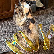 Parker joined the competition — help win amazing prizes! cat, feline, pet, indoor, carpet, toy, playful, fur, multi_colored, brown, white, black, orange, paw, cabinet, shelf, household, curiosity, jumping, pet_toy