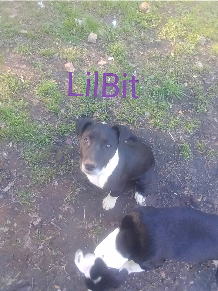 Lilbit