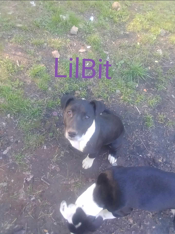 Lilbit