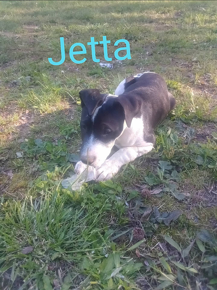 Jetta