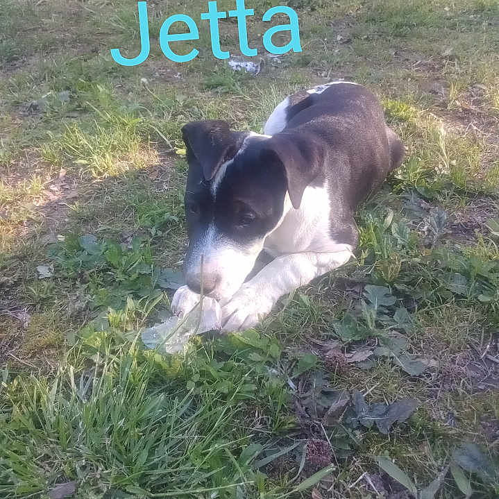 Jetta