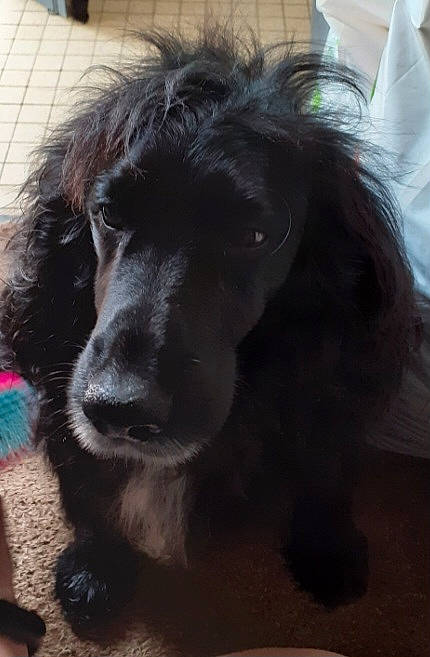 Itak participe au concours pour gagner de l'argent avec cette photo : borador, canidae, carnivore, companion_dog, dog, dog_breed, fur, gun_dog, liver, snout, spaniel, sporting_group, terrestrial_animal, whiskers, working_animal, working_dog