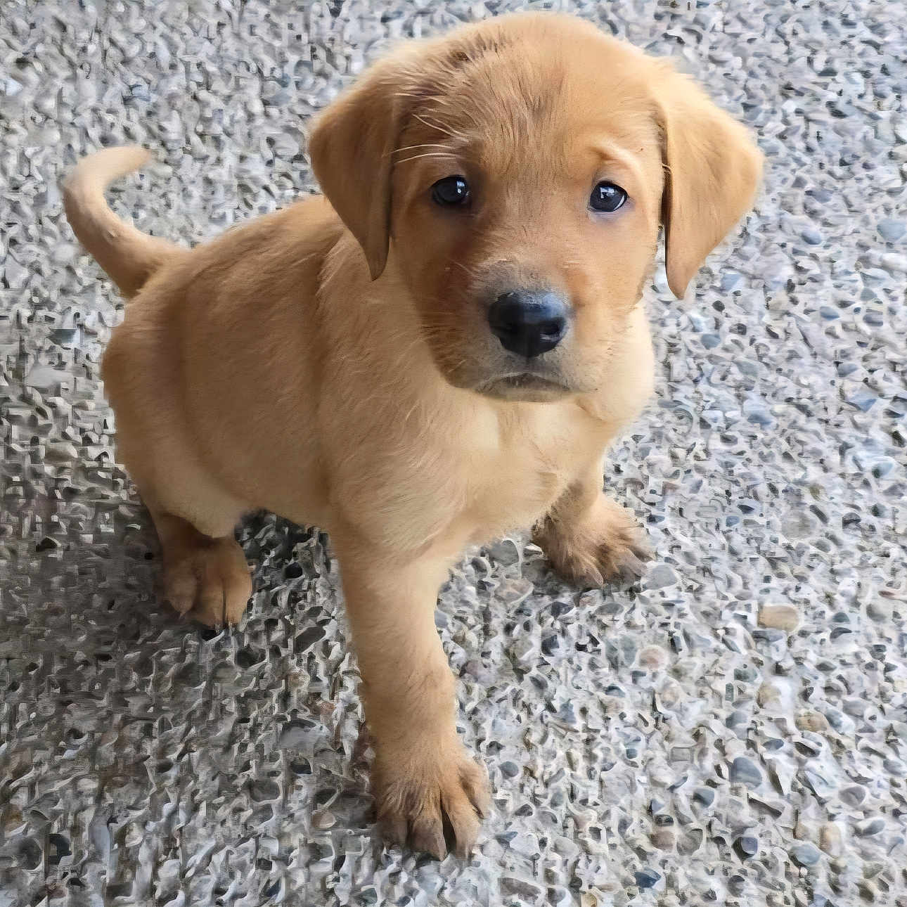 Fen joined the competition — help win amazing prizes! adorable, animal, curious, cute, dog, ears, four_legs, fur, golden, looking_up, nose, outdoor, pet, puppy, small, stone_floor, tail, texture, whiskers, young