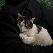 Clover joined the competition — help win amazing prizes! cat, person, pet, animal, hoodie, black_hoodie, couch, pillow, indoor, resting, cozy, fur, paw, whiskers, close_up, sleepy, home, two_tone_cat, adult, portrait