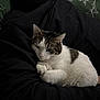 cat, person, pet, animal, hoodie, black_hoodie, couch, pillow, indoor, resting, cozy, fur, paw, whiskers, close_up, sleepy, home, two_tone_cat, adult, portrait