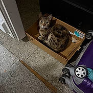 Hazel is registered to the contest to win money with this photo: box, cardboard_box, cat, cozy, curious, curled_up, dim_light, domestic_animal, feline, floor, home, indoor, looking_up, luggage, pet, purple, shadow, tabby_cat, tile_floor, wheels