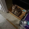 box, cardboard_box, cat, cozy, curious, curled_up, dim_light, domestic_animal, feline, floor, home, indoor, looking_up, luggage, pet, purple, shadow, tabby_cat, tile_floor, wheels