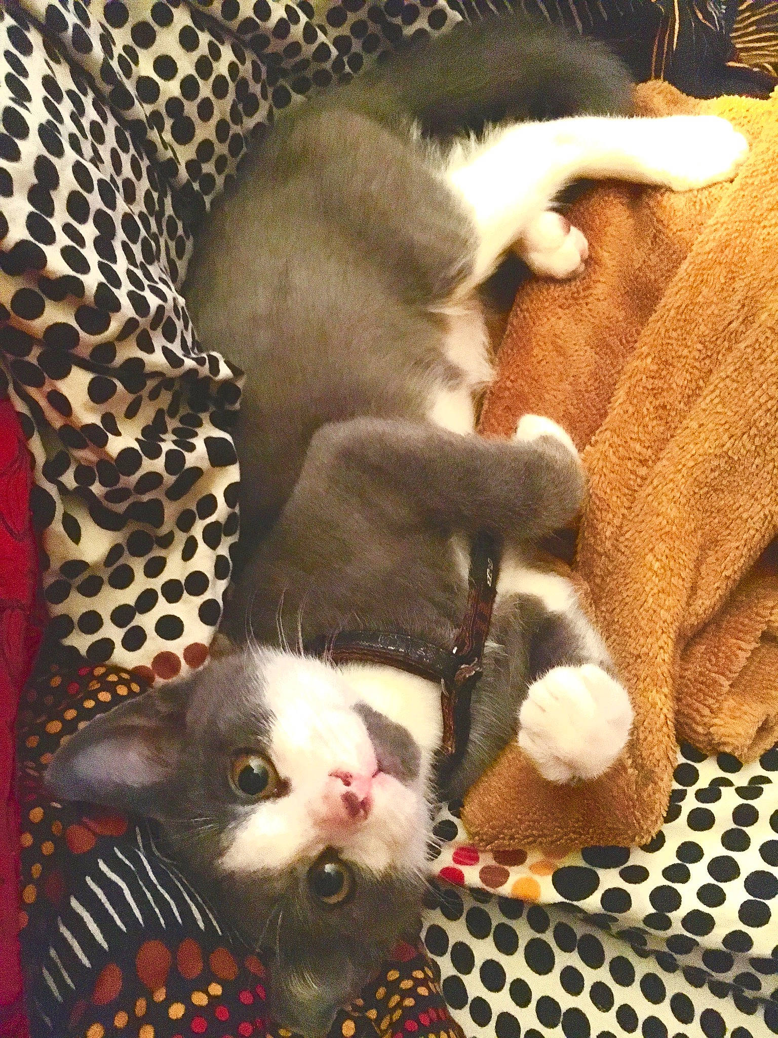 Miam a rejoint le concours — aidez-le/la à gagner de superbes lots ! canidae, carnivore, cat, dog_breed, fawn, felidae, kitten, mammal, paw, puppy, small_to_medium_sized_cats, tail, vertebrate, whiskers