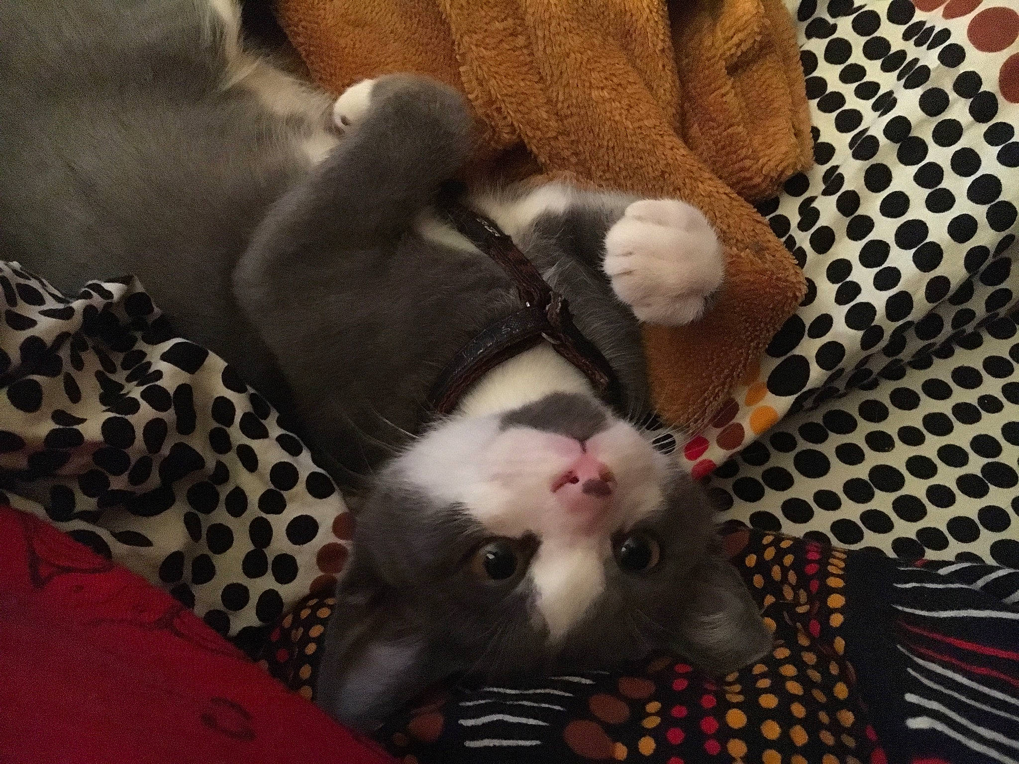 Miam participe au concours pour gagner de l'argent avec cette photo : carnivore, cat, fawn, felidae, fur, kitten, paw, small_to_medium_sized_cats, snout, tail, whiskers