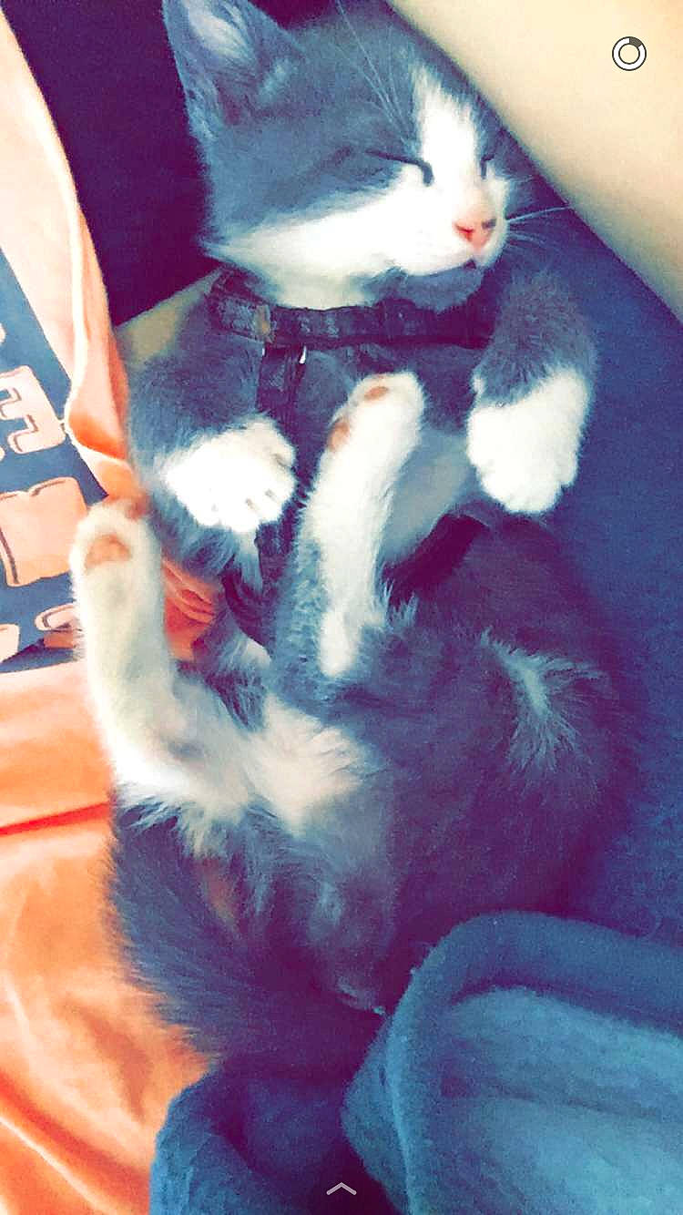 Miam participe au concours pour gagner de l'argent avec cette photo : carnivore, cat, felidae, fur, kitten, paw, polydactyl_cat, small_to_medium_sized_cats, tail, whiskers