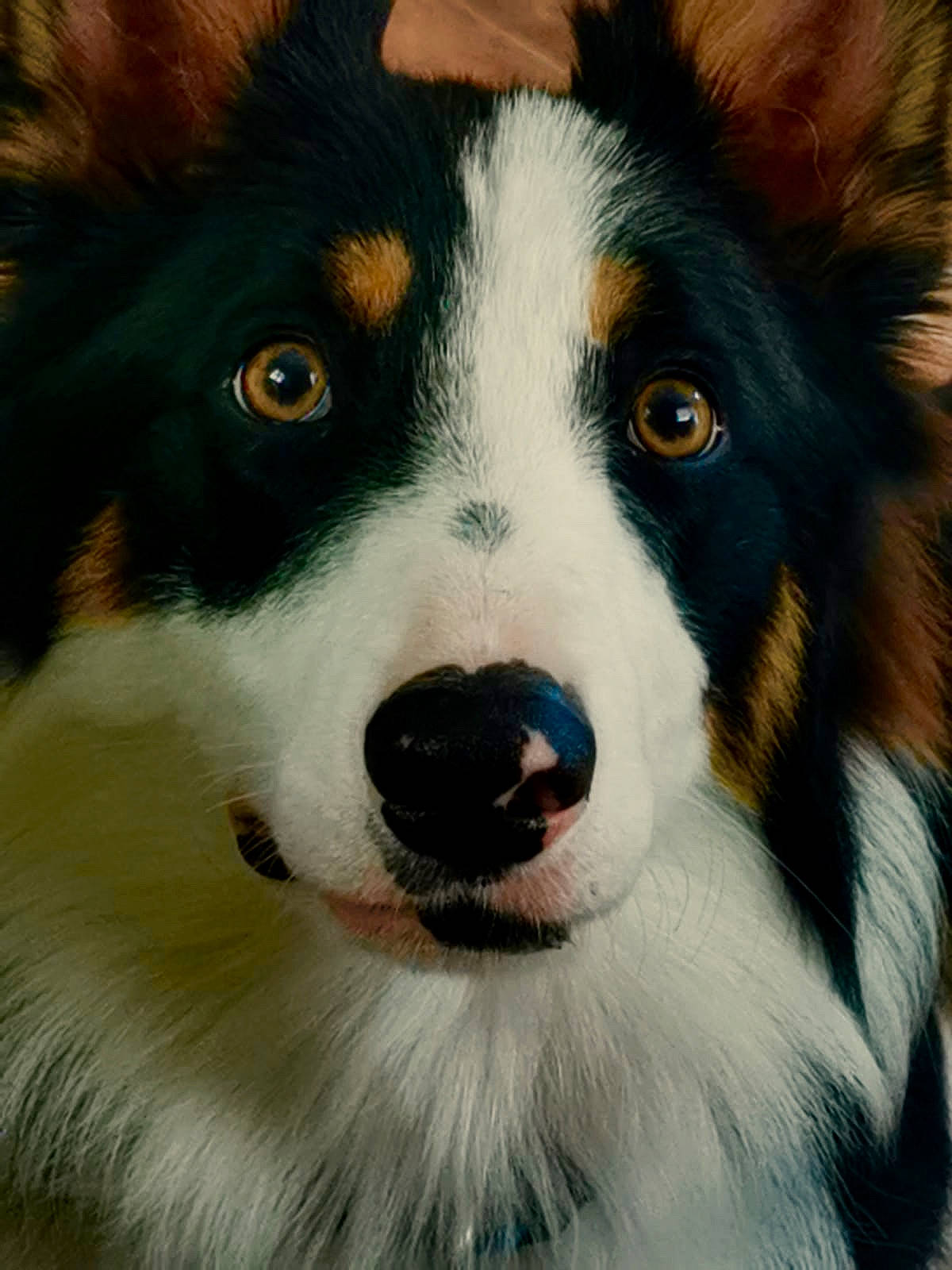 Oggy a rejoint le concours — aidez-le/la à gagner de superbes lots ! australian_collie, australian_shepherd, bernese_mountain_dog, border_collie, canidae, carnivore, collie, companion_dog, dog, dog_breed, english_shepherd, fur, herding_dog, mammal, nose, scotch_collie, snout, vertebrate, welsh_sheepdog, whiskers