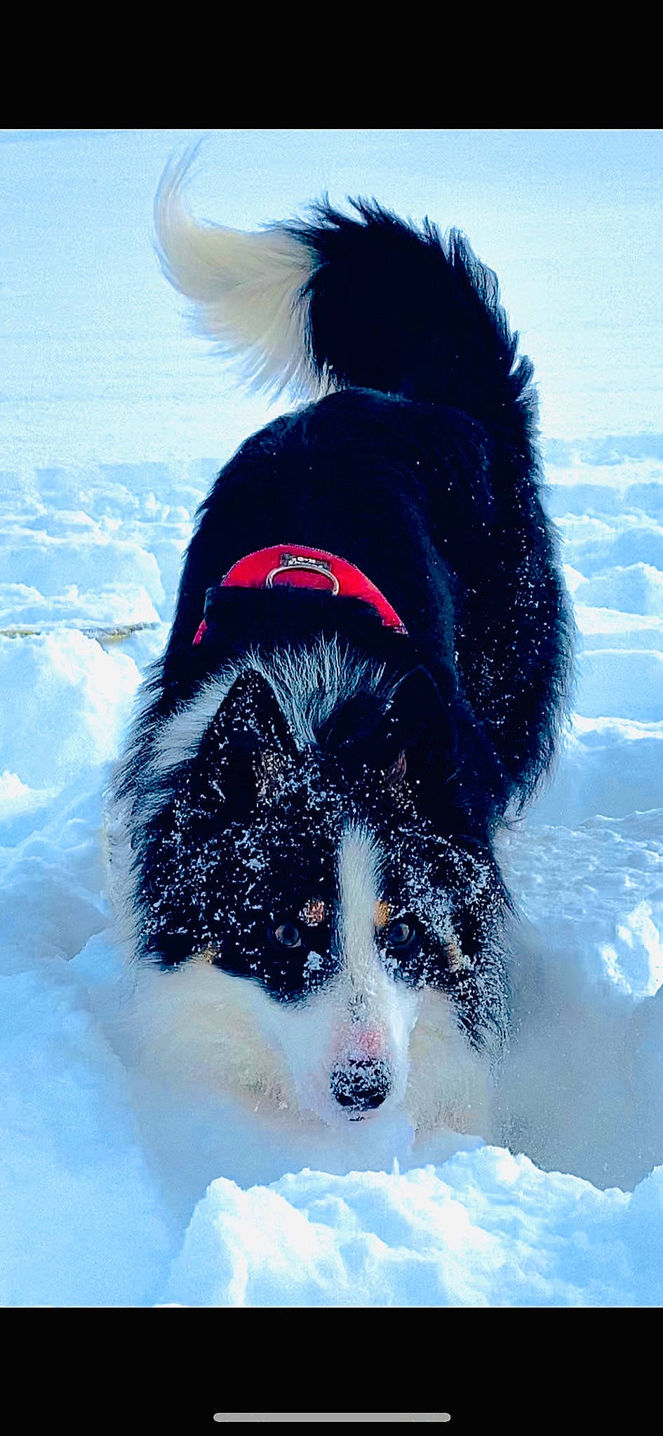 Oggy a rejoint le concours — aidez-le/la à gagner de superbes lots ! canidae, carnivore, companion_dog, dog, dog_breed, dog_supply, fun, fur, happy, herding_dog, mammal, playing_in_the_snow, snout, snow, sporting_group, vertebrate, water, wind_wave, winter, working_animal