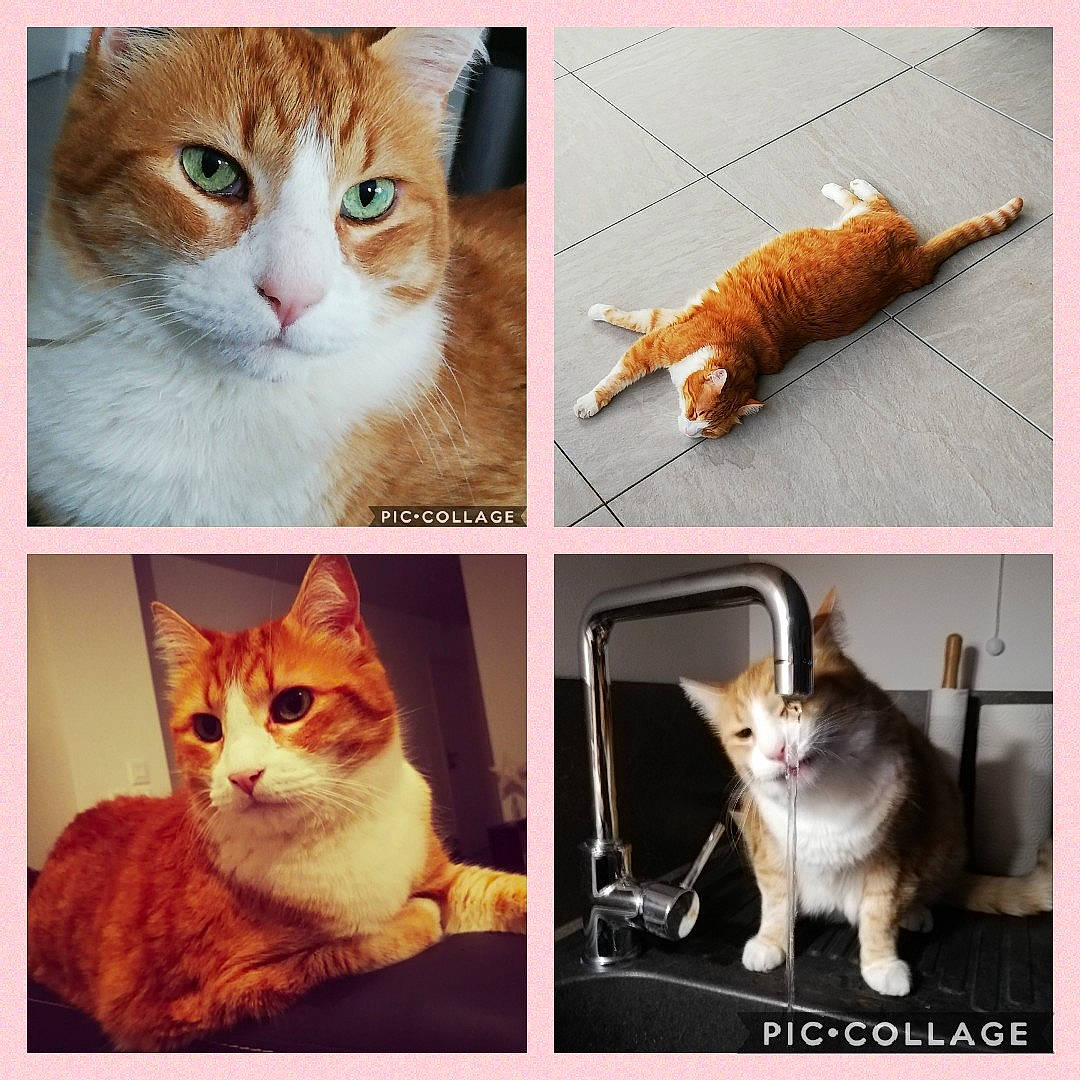 Stitch participe au concours pour gagner de l'argent avec cette photo : art, carnivore, cat, collage, domestic_short_haired_cat, fawn, felidae, fur, mammal, paw, pet_supply, photo_caption, photograph, photography, small_to_medium_sized_cats, snapshot, tail, vertebrate, whiskers, white