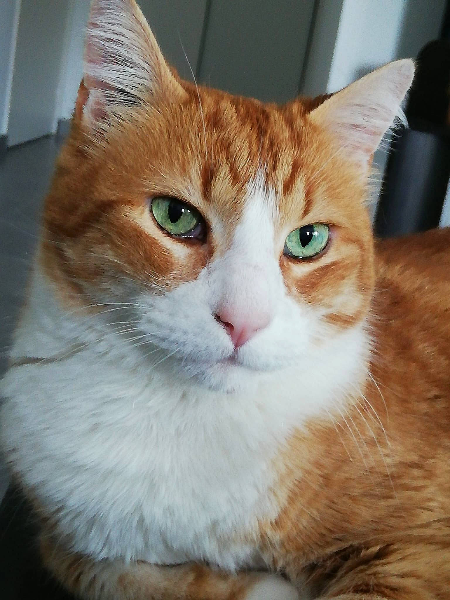 Stitch a rejoint le concours — aidez-le/la à gagner de superbes lots ! carnivore, cat, collar, domestic_short_haired_cat, door, fawn, felidae, fur, iris, rectangle, small_to_medium_sized_cats, snout, tail, terrestrial_animal, whiskers, window