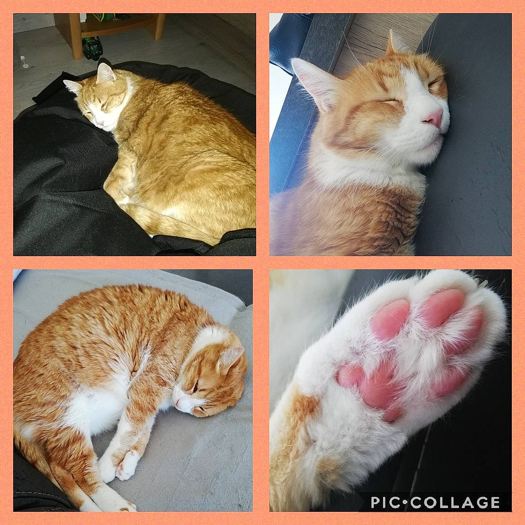 Stitch a rejoint le concours — aidez-le/la à gagner de superbes lots ! art, carnivore, cat, collage, fawn, felidae, font, fur, hair, mammal, organism, paw, pet_supply, photo_caption, small_to_medium_sized_cats, snout, tail, vertebrate, whiskers, white