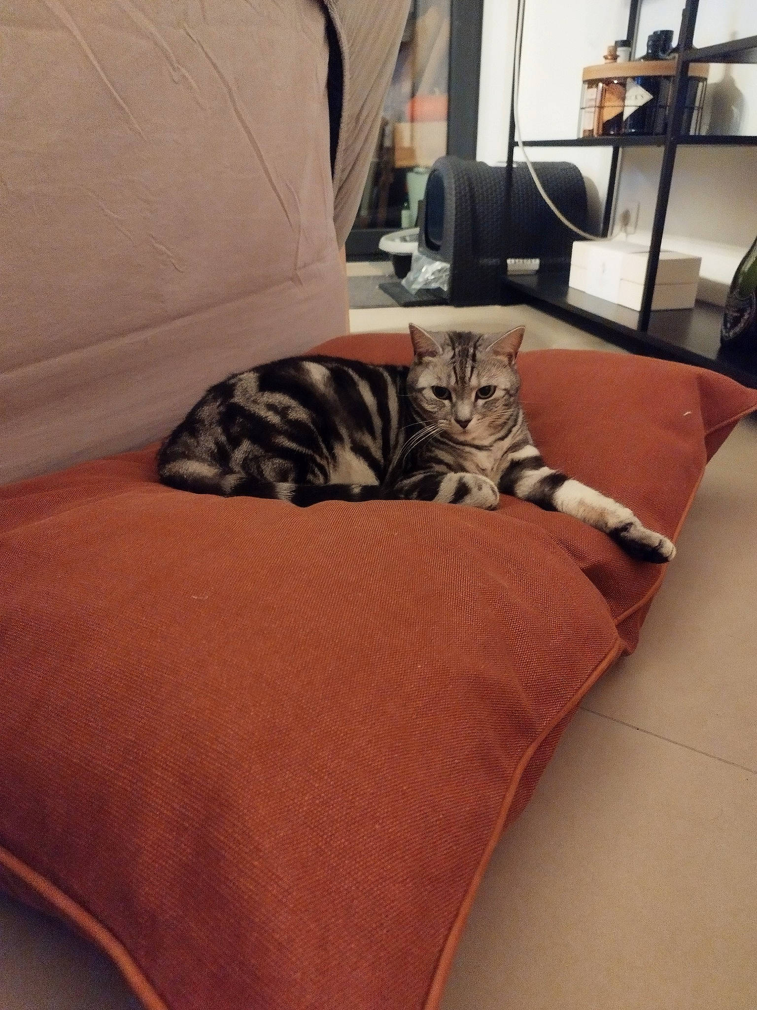 Mimi a rejoint le concours — aidez-le/la à gagner de superbes lots ! carnivore, cat, comfort, couch, fawn, felidae, floor, flooring, furniture, grey, hardwood, house, interior_design, linens, living_room, small_to_medium_sized_cats, tail, textile, whiskers, wood