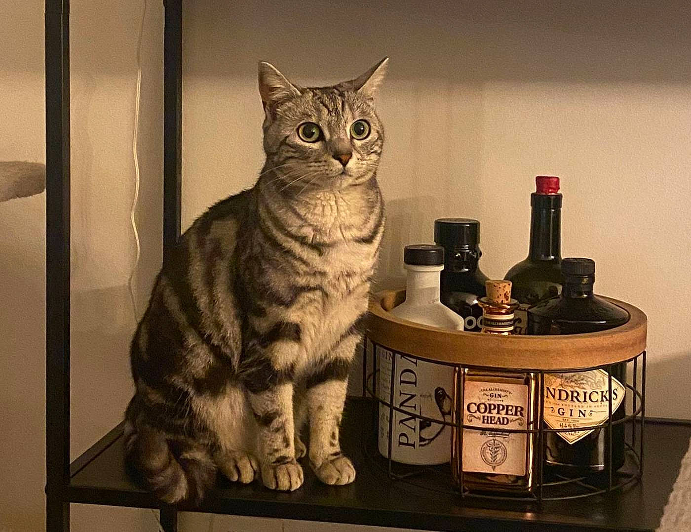 Mimi participe au concours pour gagner de l'argent avec cette photo : alarm_clock, bottle, carnivore, cat, desk, domestic_short_haired_cat, drinkware, felidae, fur, nightstand, paw, rectangle, room, sitting, small_to_medium_sized_cats, still_life_photography, table, tail, whiskers, window