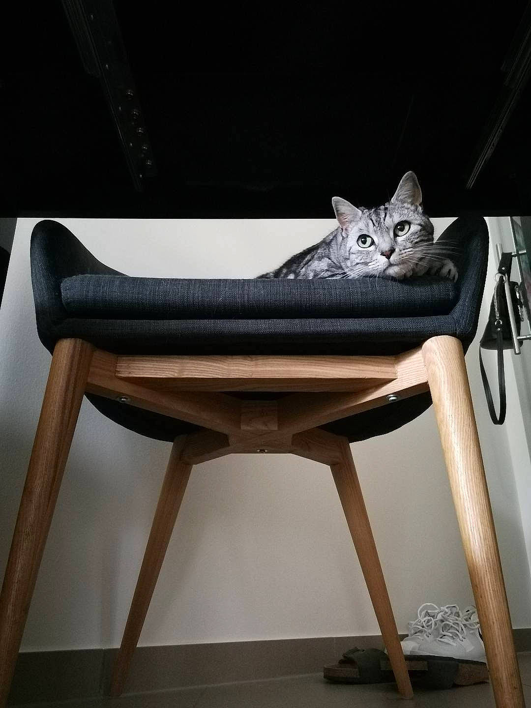 Mimi a rejoint le concours — aidez-le/la à gagner de superbes lots ! carnivore, cat, cat_supply, chair, comfort, domestic_short_haired_cat, fawn, felidae, fur, furniture, hardwood, metal, outdoor_furniture, room, sitting, small_to_medium_sized_cats, stairs, tail, whiskers, wood