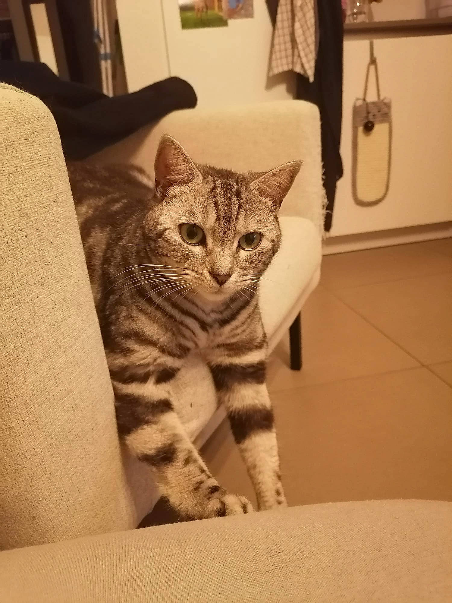 Mimi a rejoint le concours — aidez-le/la à gagner de superbes lots ! carnivore, cat, comfort, domestic_short_haired_cat, door, eye, felidae, flooring, fur, head, linens, pattern, room, sitting, small_to_medium_sized_cats, snout, tail, terrestrial_animal, whiskers, wood