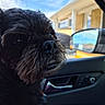 Changalinga is registered to the contest to win money with this photo: dog, black_dog, pet, car_interior, side_mirror, window, sky, building, reflection, close_up, curious, scruffy, animal, canine, portrait, daylight, outdoor, vehicle, seat, door
