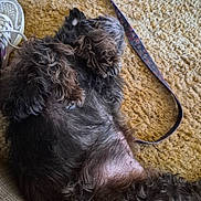 Changalinga is registered to the contest to win money with this photo: dog, lying_down, carpet, leash, paw, fur, relaxed, indoor, shoe, sneaker, brown, black, curly_fur, pet, resting, animal, domestic_animal, texture, floor, cozy