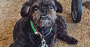 Changalinga joined the competition — help win amazing prizes! accessory, animal, black_dog, carpet, collar, companion, cute, dog, floor, funny_expression, fur, household_item, indoor, leash, looking_up, pet, sitting, small_dog, walker, wheel