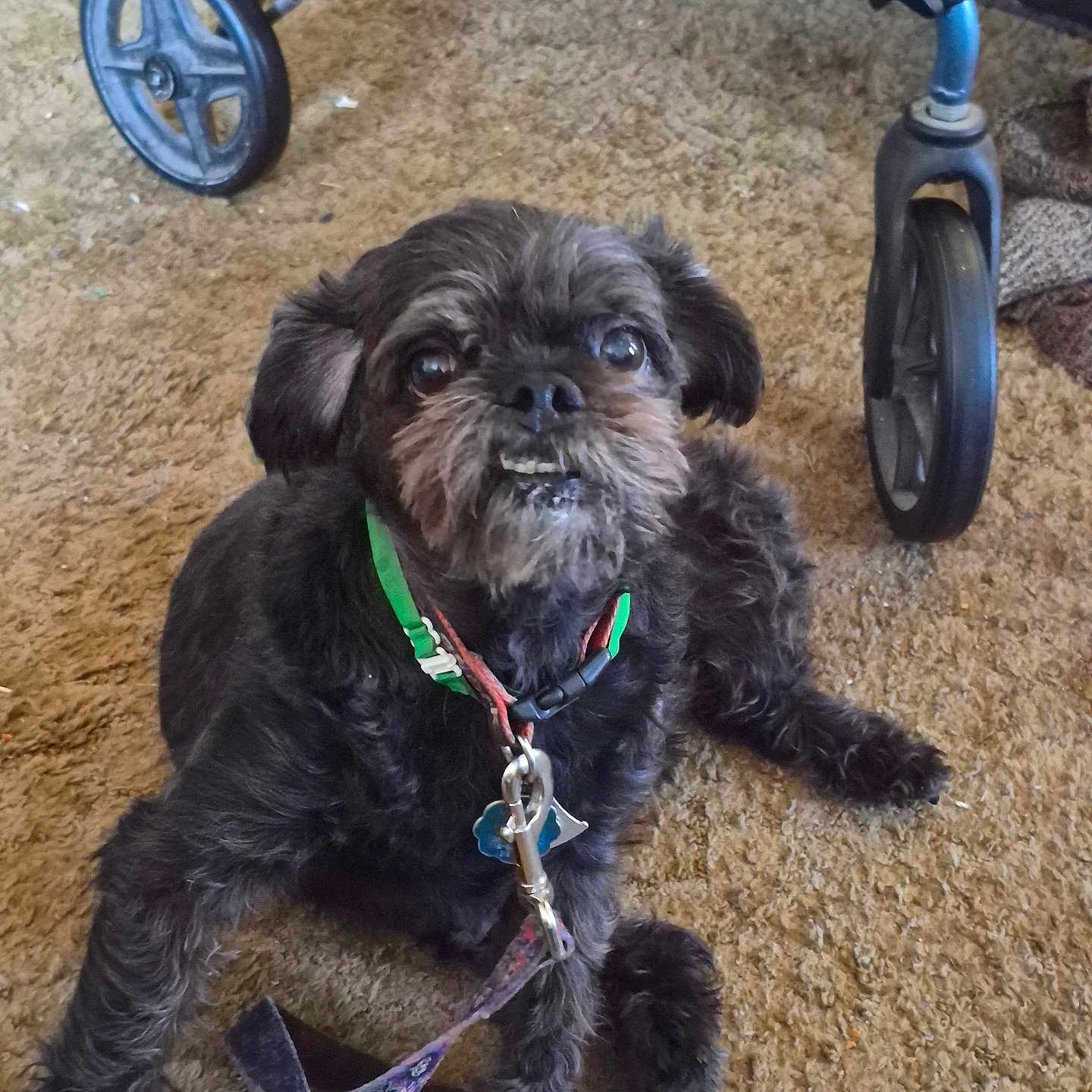 Changalinga joined the competition — help win amazing prizes! dog, pet, black_dog, leash, collar, carpet, walker, wheel, indoor, animal, cute, small_dog, fur, sitting, looking_up, floor, accessory, household_item, companion, funny_expression