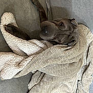 Peter a rejoint le concours — aidez-le/la à gagner de superbes lots ! art, beige, carving, comfort, fur, grey, linens, monochrome, pattern, plant, relief, rock, sculpture, shoe, statue, still_life_photography, stone_carving, visual_arts, wood, wool