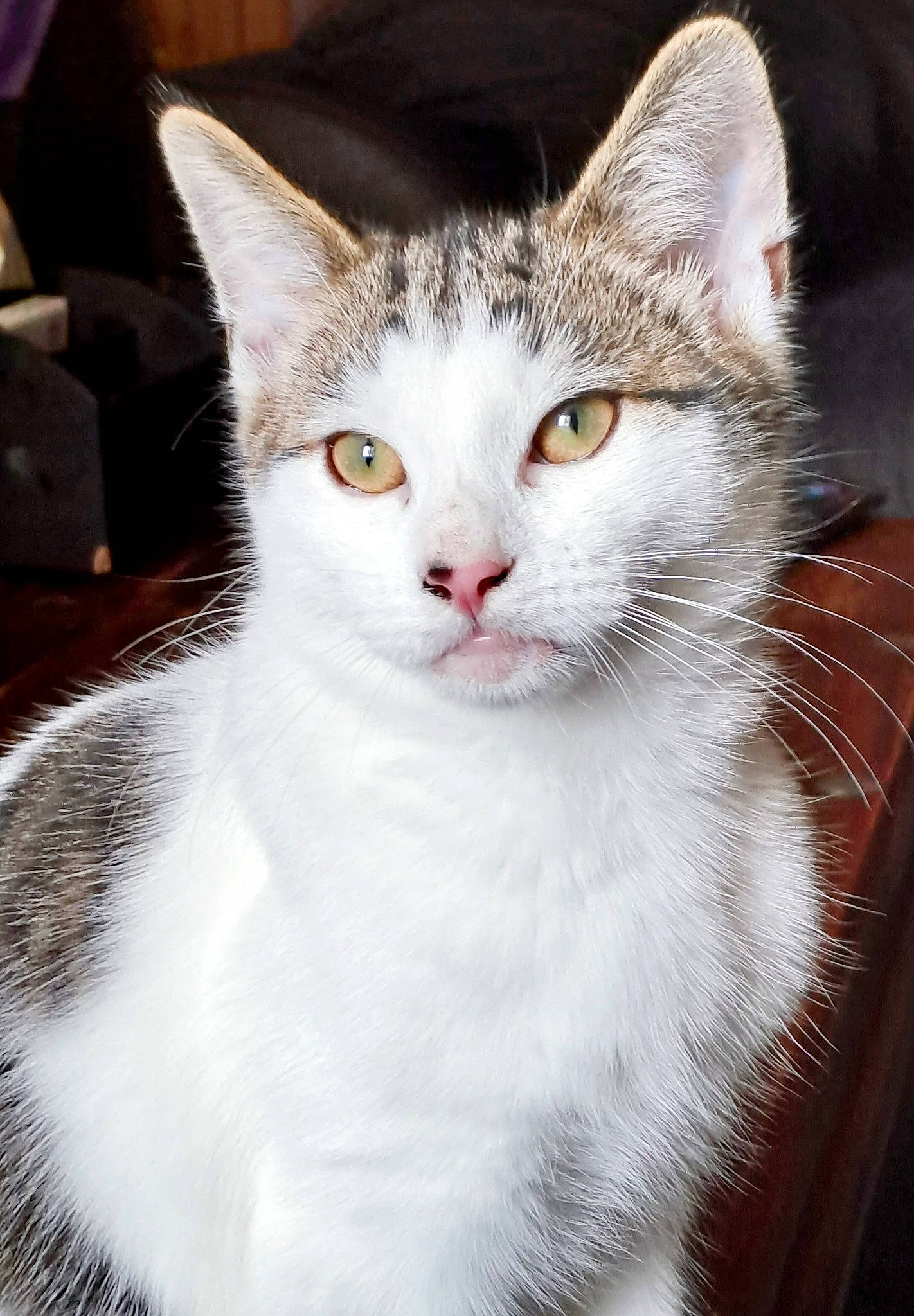 Bowie joined the competition — help win amazing prizes! carnivore, cat, domestic_short_haired_cat, felidae, fur, paw, small_to_medium_sized_cats, snout, whiskers, window