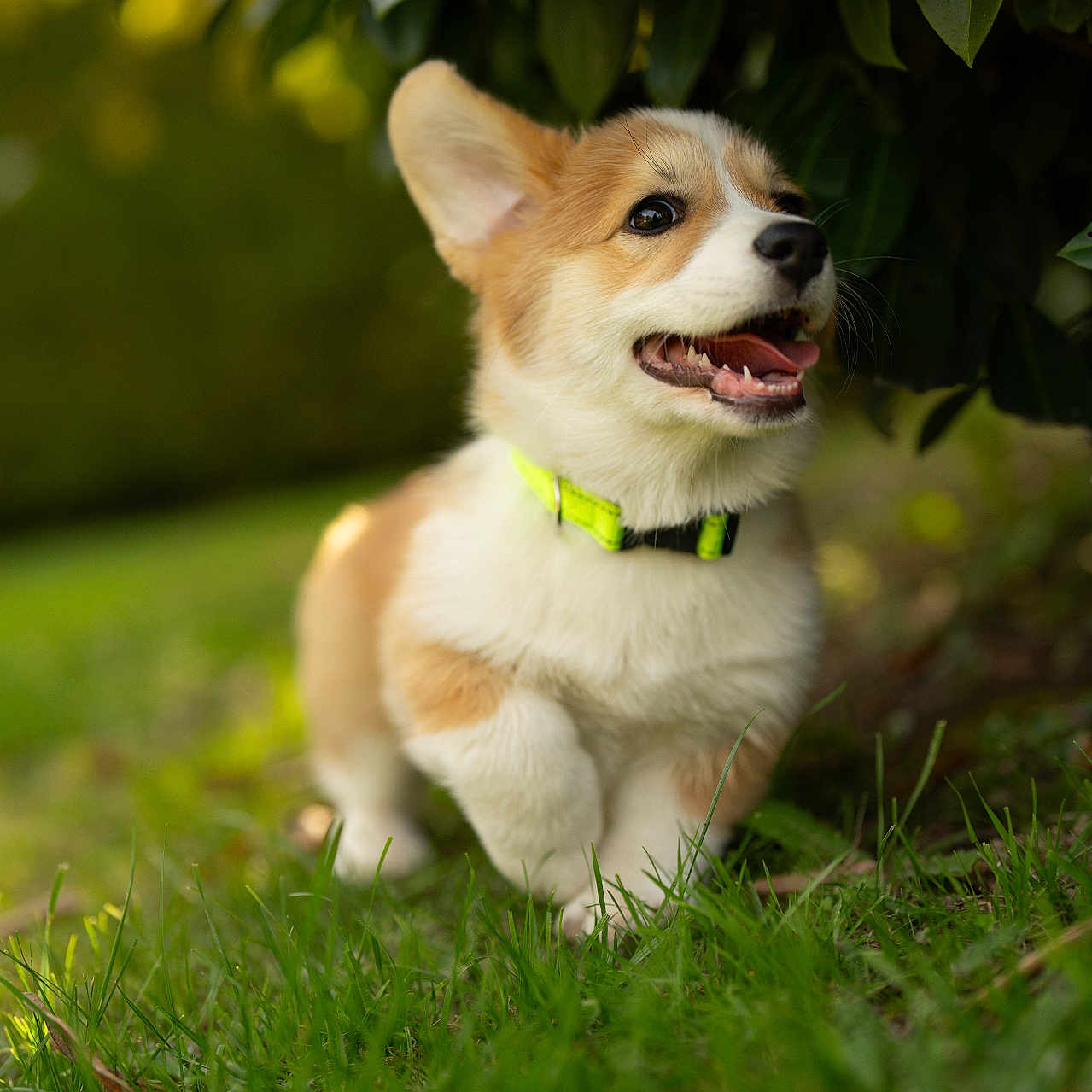 Ava participe au concours pour gagner de l'argent avec cette photo : animal, canine, collar, corgi, dog, ears, fur, grass, greenery, happy, leaf, mouth, nature, outdoor, pet, playful, puppy, shade, tongue, young