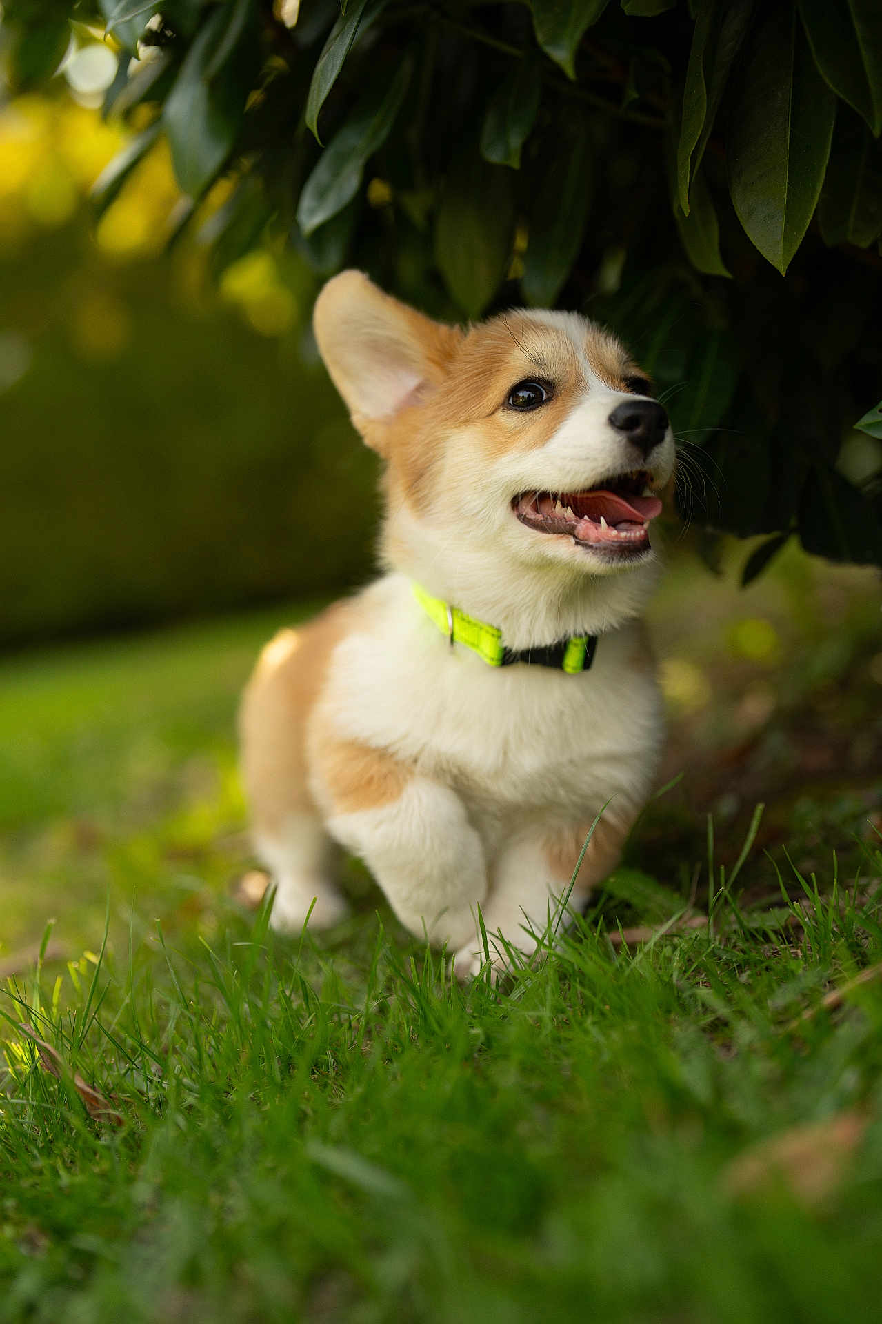 Ava participe au concours pour gagner de l'argent avec cette photo : corgi, puppy, dog, grass, greenery, outdoor, nature, pet, collar, young, happy, playful, animal, canine, fur, ears, mouth, tongue, leaf, shade