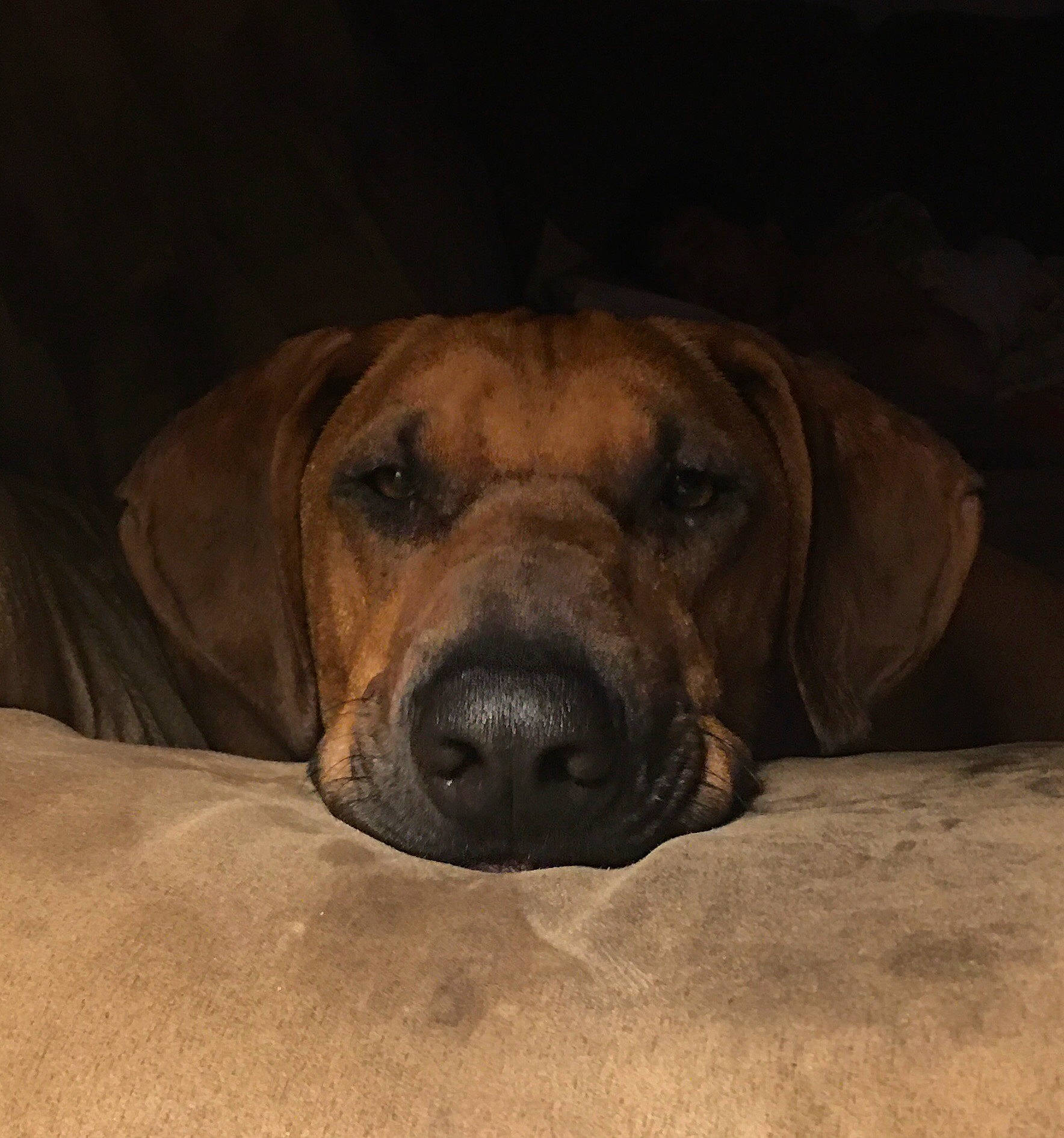 Max is registered to the contest to win money with this photo: bavarian_mountain_hound, beagador, black_mouth_cur, boerboel, broholmer, canidae, carnivore, companion_dog, coonhound, dog, dog_breed, fawn, fila_brasileiro, mammal, rare_breed_dog, rhodesian_ridgeback, snout, sporting_group, tosa, vertebrate