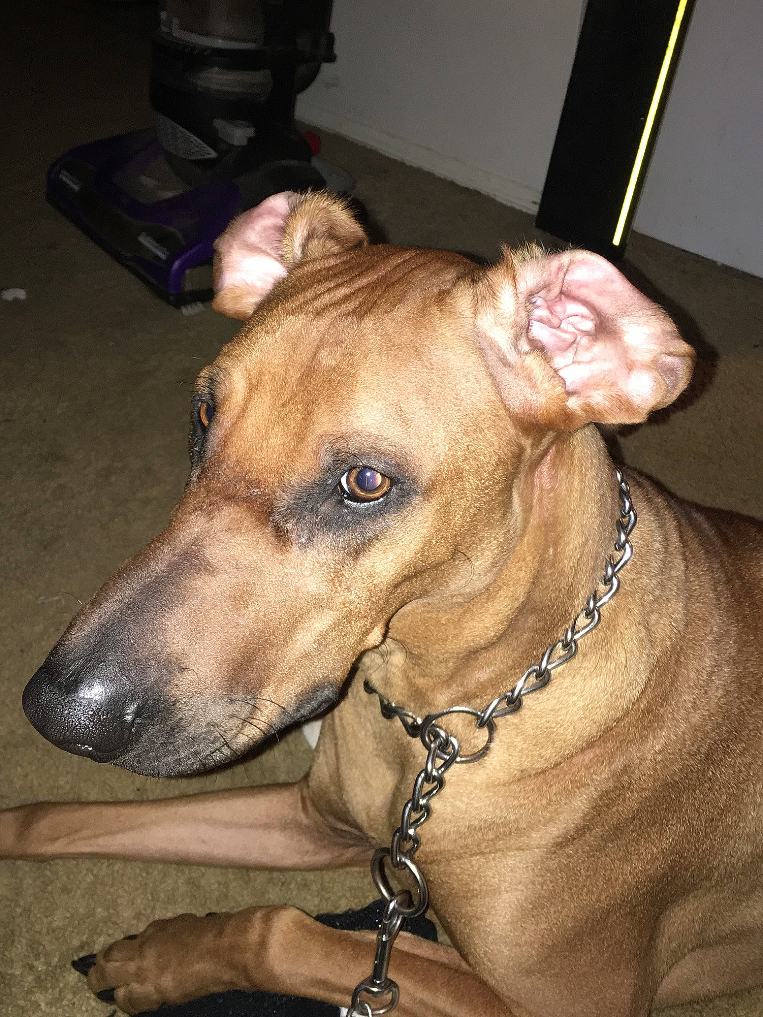 Max joined the competition — help win amazing prizes! american_pit_bull_terrier, canidae, carnivore, dog, dog_breed, dog_collar, fawn, mammal, non_sporting_group, rare_breed_dog, rhodesian_ridgeback, snout, vertebrate, whiskers