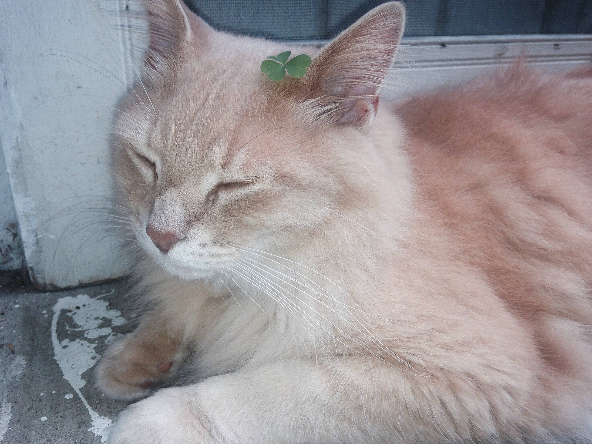 Jace joined the competition — help win amazing prizes! aegean_cat, asian, asian_semi_longhair, british_semi_longhair, burmilla, carnivore, cat, domestic_long_haired_cat, fawn, felidae, fur, kitten, mammal, norwegian_forest_cat, ragamuffin, ragdoll, small_to_medium_sized_cats, turkish_angora, vertebrate, whiskers