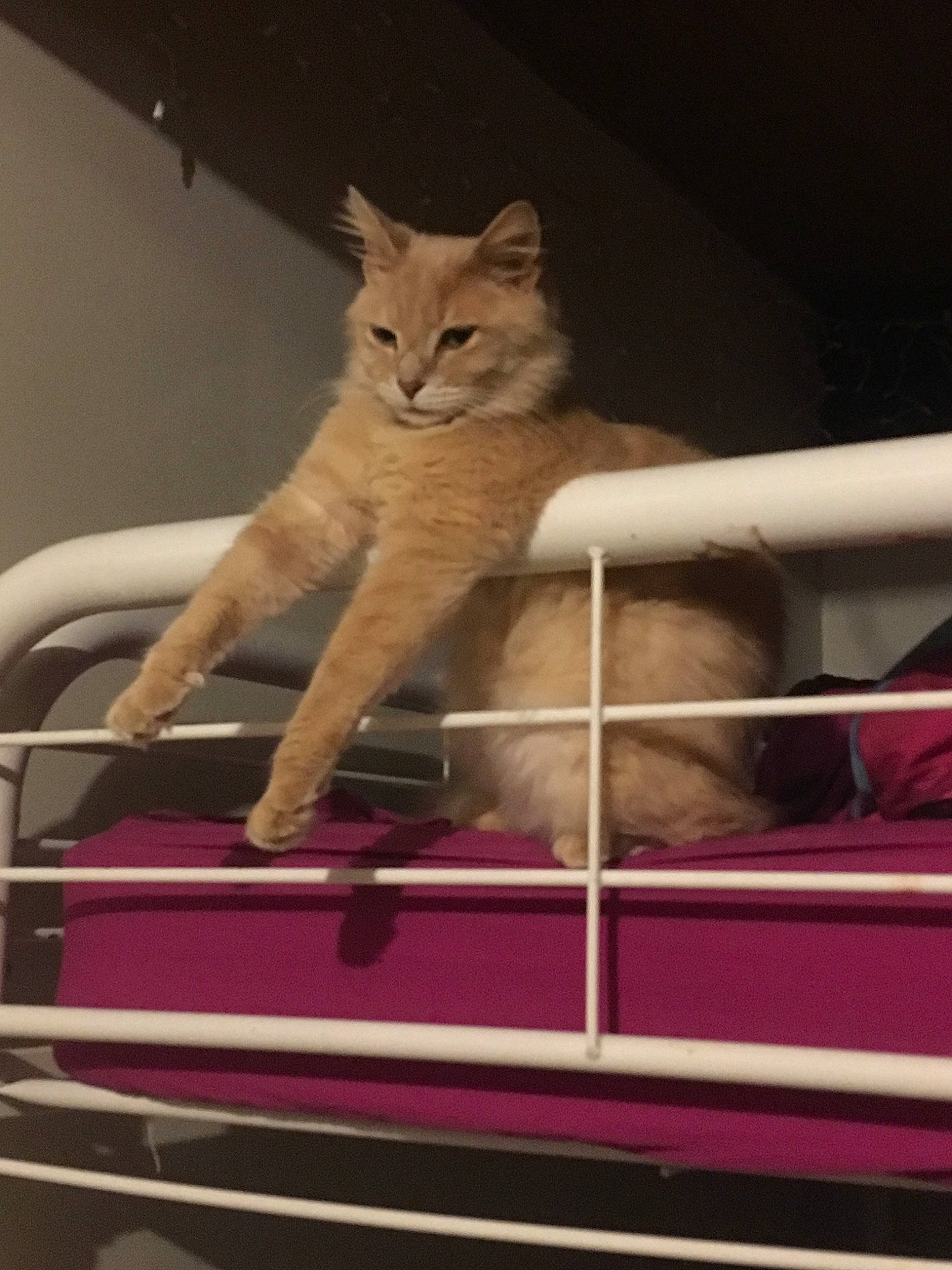 Jace is registered to the contest to win money with this photo: aegean_cat, asian, british_shorthair, carnivore, cat, chartreux, chausie, domestic_short_haired_cat, european_shorthair, fawn, felidae, kitten, singapura, small_to_medium_sized_cats, tabby_cat, whiskers