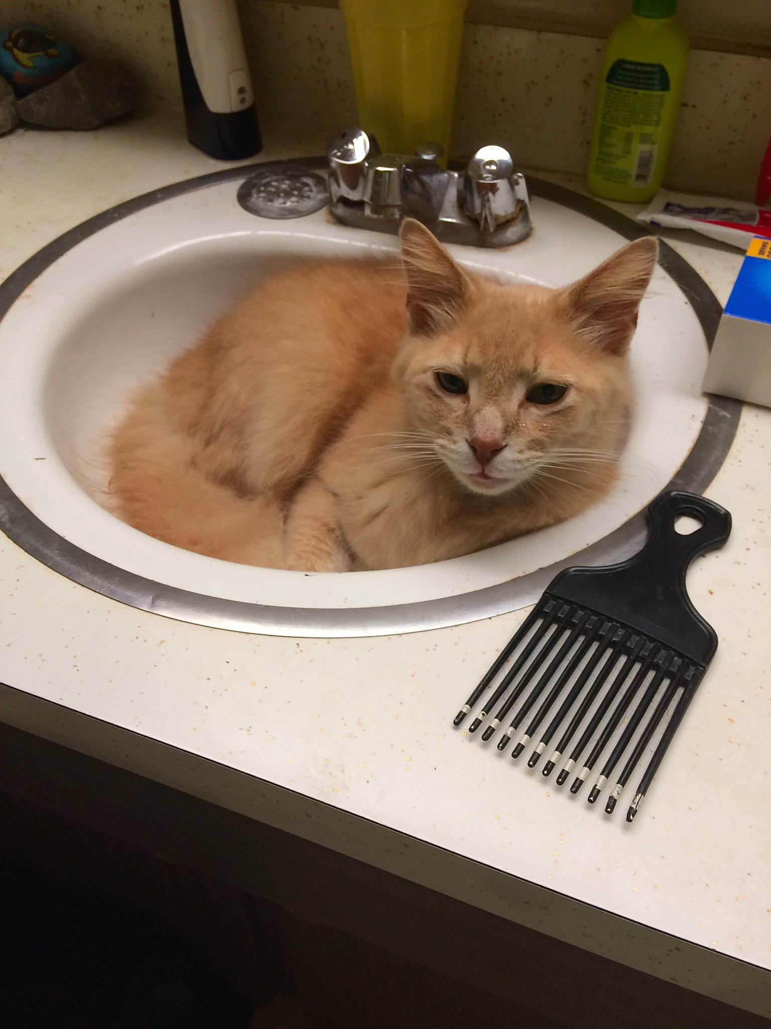 Jace joined the competition — help win amazing prizes! asian, carnivore, cat, domestic_short_haired_cat, felidae, kitten, ojos_azules, plumbing_fixture, sink, small_to_medium_sized_cats, tonkinese, washing, whiskers